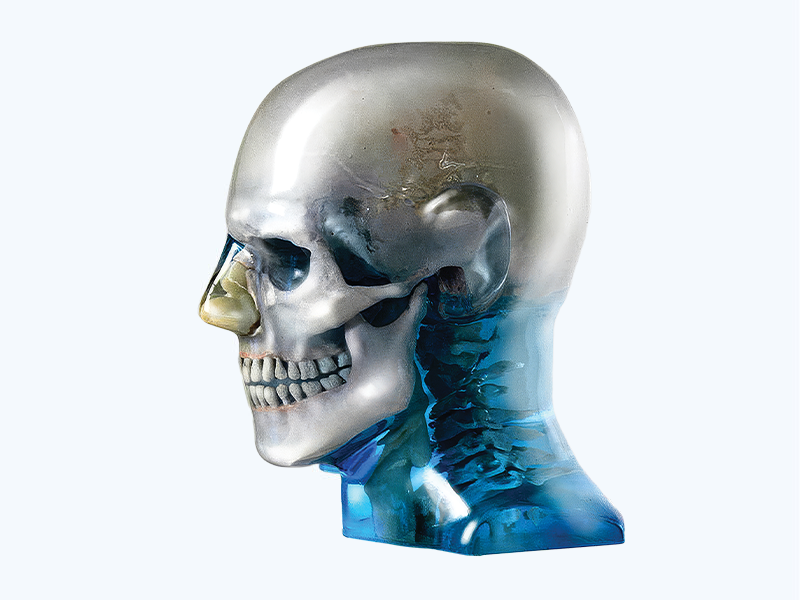 ATOM Max Dental & Diagnostic Head Phantom